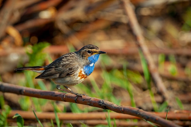 Il pettazzurro (Luscinia svecica) è un piccolo uccello passeriforme. Avvicinamento..