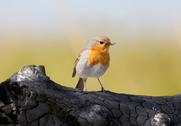 Il pettirosso europeo si trova su un tronco bruciato su uno sfocato