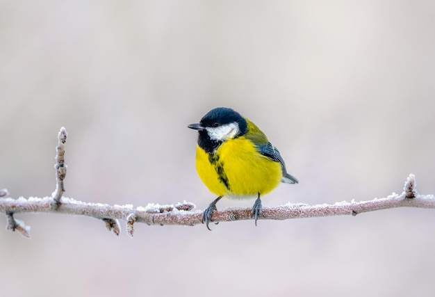 Il petto dell'uccello seduto su un ramo ghiacciato su un primo piano sfocato sullo sfondo