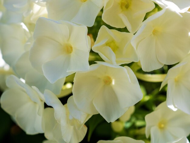 Il phlox bianco è un genere di piante erbacee da fiore della famiglia cianotica delle Polemoniaceae