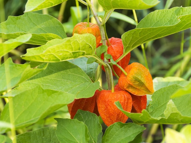 Il physalis arancione brillante cresce su un ramo del giardino Bacca gustosa e sana Raccolto autunnale