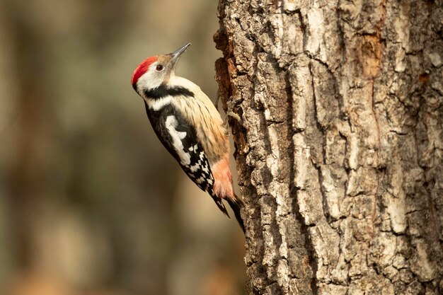 Il picchio a macchie medie in una foresta di faggi e querce eurosiberiana alle prime luci di un giorno d'inverno