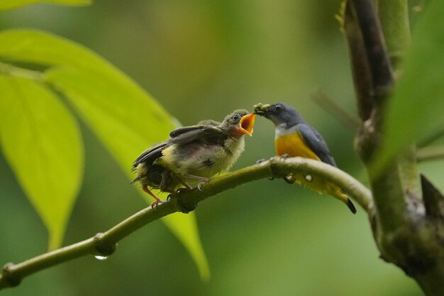 il picchio dal ventre arancione sta allattando il suo bambino