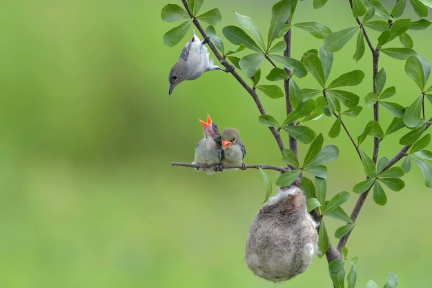 Il picchio fiorito femmina dalla testa scarlatta porta cibo ai loro pulcini