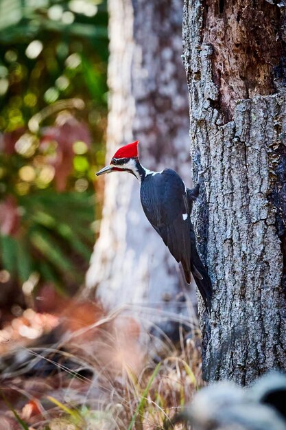 Il picchio maschio alla ricerca di insetti nello Skidaway Island State Park