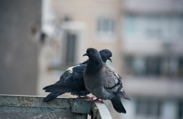 Il piccione di città si siede su una recinzione in strada