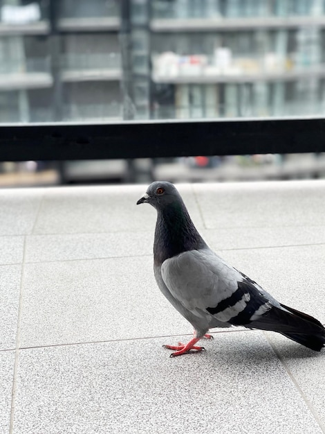 Il piccione grigio cammina sulla terrazza all'aperto della città