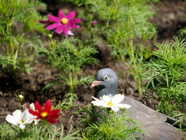 Il piccione si nasconde tra fiori colorati