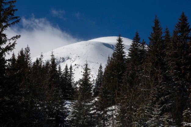 Il picco innevato di Hoverla nel mezzo della foresta Carpazi gamma Chornohora