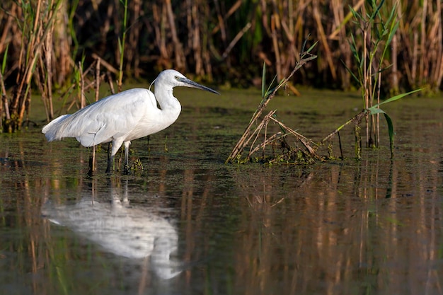 Il piccolo airone bianco sta pescando