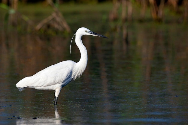 Il piccolo airone bianco sta pescando