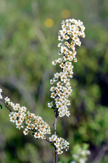 Il piccolo arbusto Spiraea hypericifolia in fiore