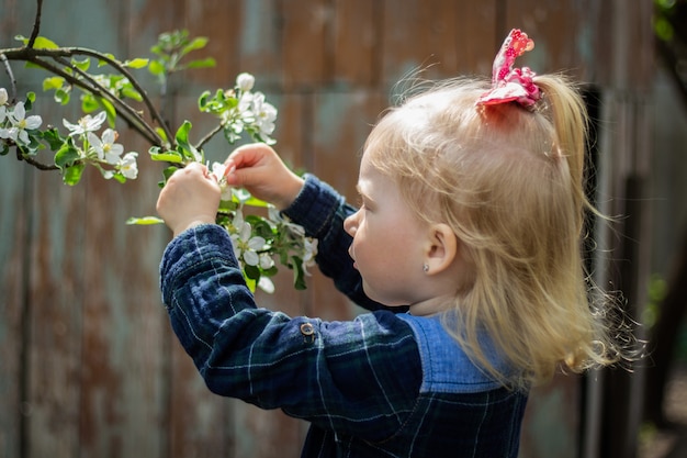 Il piccolo bambino biondo tira la sua mano ad un ramo di ciliegia di fioritura nel giardino.