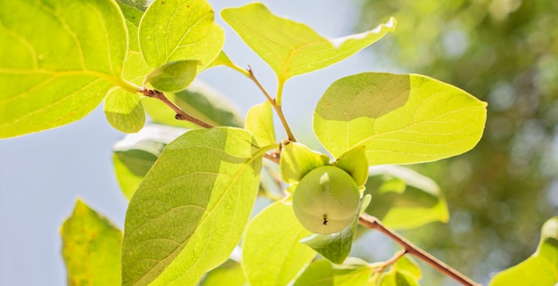 Il piccolo cachi verde su un ramo