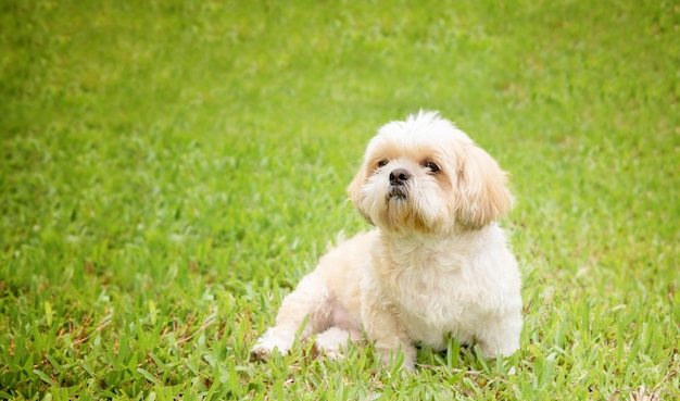 Il piccolo cane alleva la pelliccia marrone di tzu di shih in prato inglese verde.