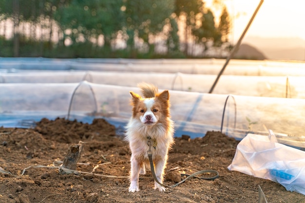 Il piccolo cane carino