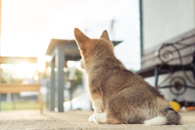 Il piccolo cane corgi si siede sul pavimento all'aperto girandosi e guarda il tramonto Cucciolo lanuginoso curato che cammina nel cortile della casa