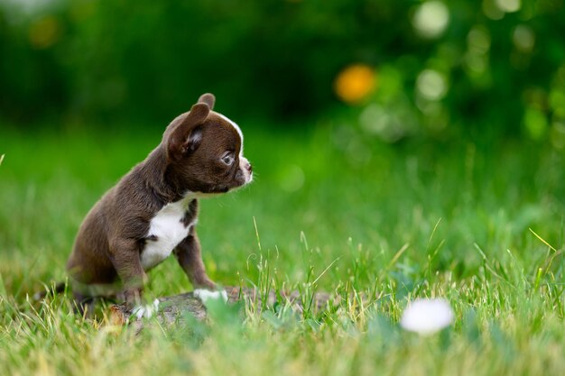 Il piccolo cane domestico Chihuahua si siede sull'erba guarda con i grandi occhi a lato su sfondo naturale sfocato
