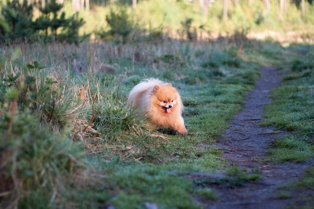 Il piccolo cane lanuginoso rosso Pomeranian corre fuori dall'erba sul sentiero.