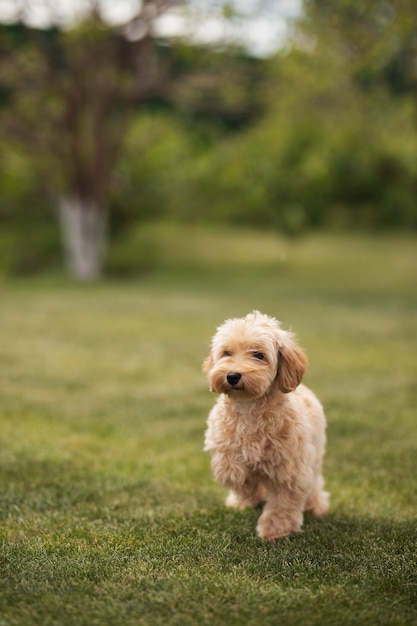 Il piccolo cane maltipu corre sull'erba verde nel parco