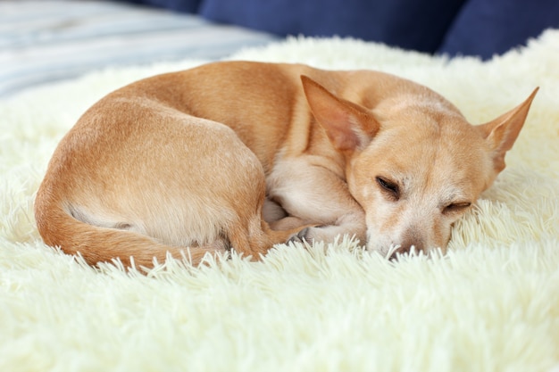 Il piccolo cane stanco o annoiato della chihuahua che dorme sul sofà un giorno soleggiato sulla coperta, cane sta aspettando.