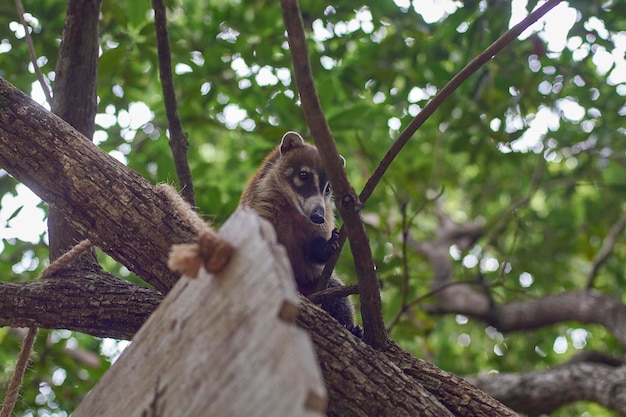 Il piccolo Coati si arrampica sugli alberi