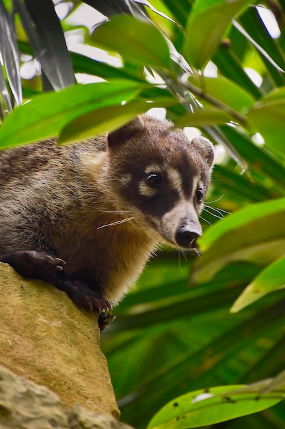 Il piccolo Coati si arrampica sugli alberi