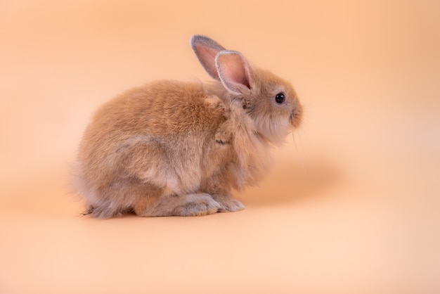 Il piccolo coniglio carino ha orecchie a punta.