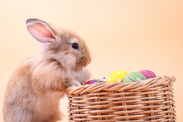 Il piccolo coniglio marrone sta su un canestro con le uova di Pasqua. Sta mangiando erba secca.