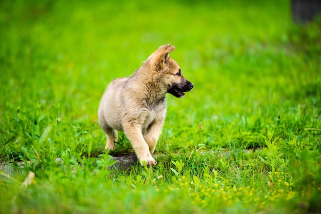 Il piccolo cucciolo corre felice con le orecchie flosce attraverso un giardino con erba verde