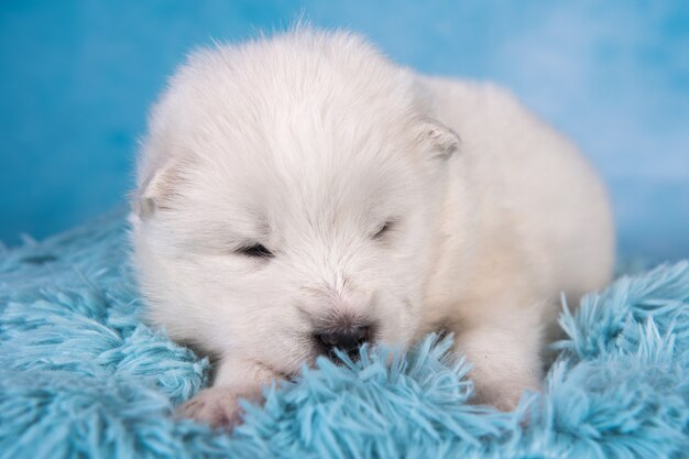 Il piccolo cucciolo di cane samoiedo lanuginoso bianco è seduto sul blu