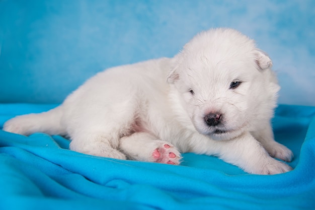 Il piccolo cucciolo di cane samoiedo lanuginoso bianco è seduto sul blu