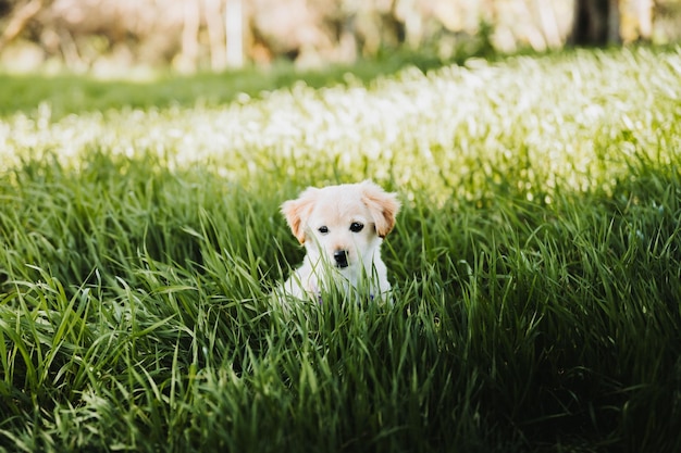 Il piccolo cucciolo di golden retriever seduto sull'erba sembra essersi perso nel parco. Depressione nei cani