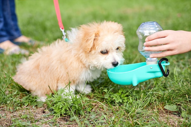 Il piccolo cucciolo di Maltipoo beve l'acqua da una ciotola per bere da strada nell'erba verde
