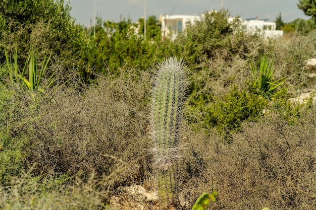 Il piccolo cucciolo di Spitz bianco si trova nell'erba verde