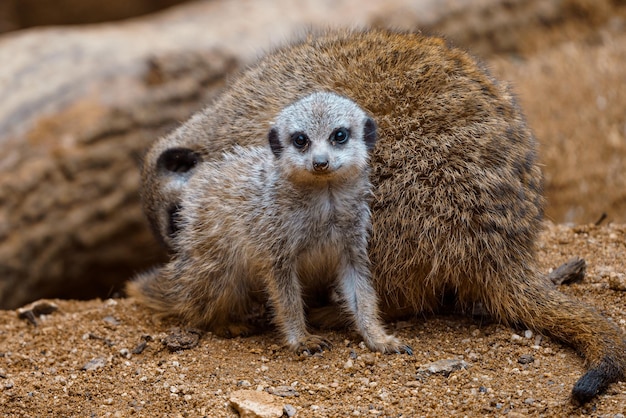 Il piccolo cucciolo di suricato Suricata suricatta seduto sulla sabbia