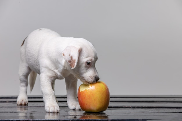 Il piccolo cucciolo lecca la grande mela. Bellissimo cane che assaggia la mela.