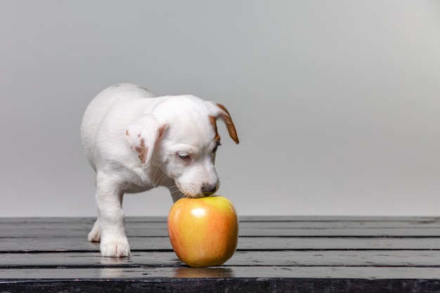 Il piccolo cucciolo lecca la grande mela. Bellissimo cane che assaggia la mela.