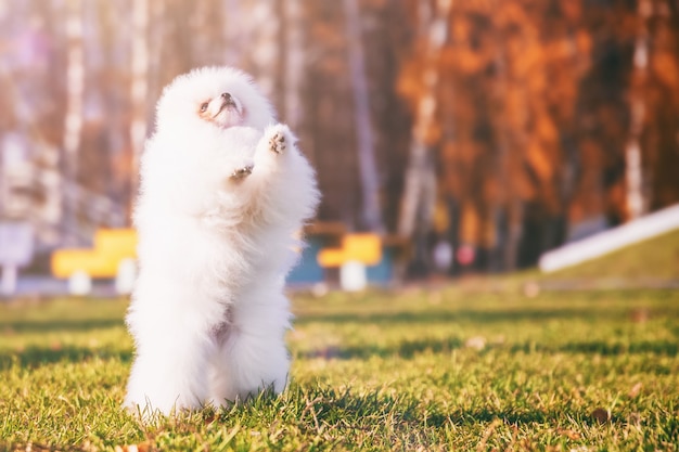 Il piccolo e grazioso cane spitz bianco lanuginoso cammina nel parco in un clima caldo e soleggiato