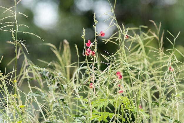 Il piccolo fiore di erba cremisi o la pianta di semolatozio di Phaseolus è un&#39;erbaccia di leguminose con fiori rossi