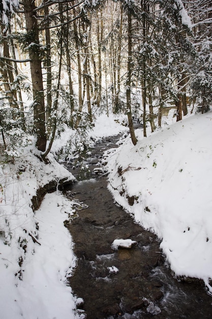 Il piccolo fiume che scorre lungo il torrente in un bosco innevato