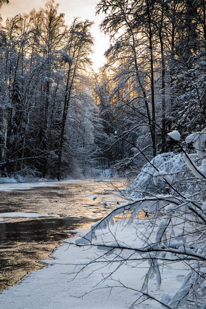 Il piccolo fiume ghiacciato selvaggio nel bosco d'inverno la natura selvaggia al tramonto il fiume di colore rosso ghiaccio ...