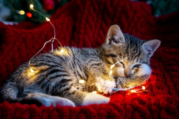 Il piccolo gattino a strisce divertente curioso gioca con la ghirlanda delle luci di Natale sulla festa