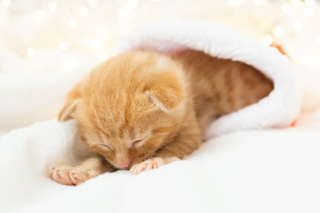 Il piccolo gattino allo zenzero di Natale dorme dolcemente in un cappello di Babbo Natale morbido e accogliente