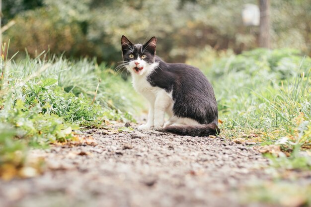 Il piccolo gattino bianco e nero di 4 mesi si siede sul sentiero e si lecca le labbra, tra erba verde sfocata