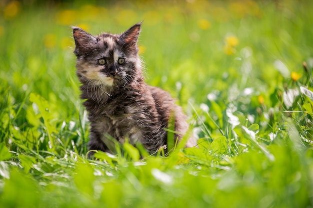 Il piccolo gattino del Maine Coon macchiato grigio giocoso lanuginoso cammina sull'erba verde.