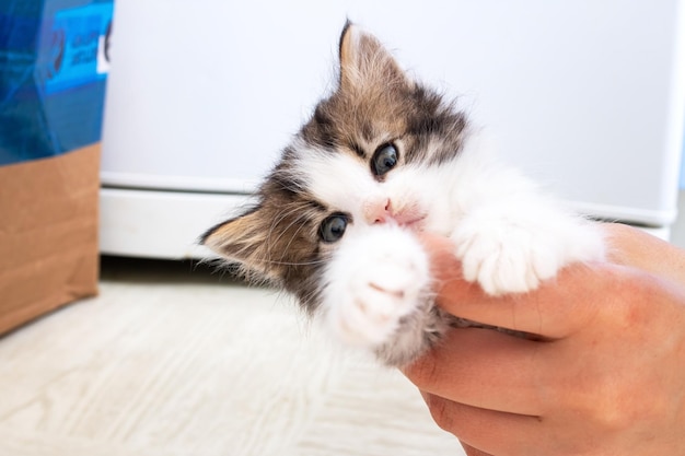 Il piccolo gattino giocoso morde il suo primo piano della mano