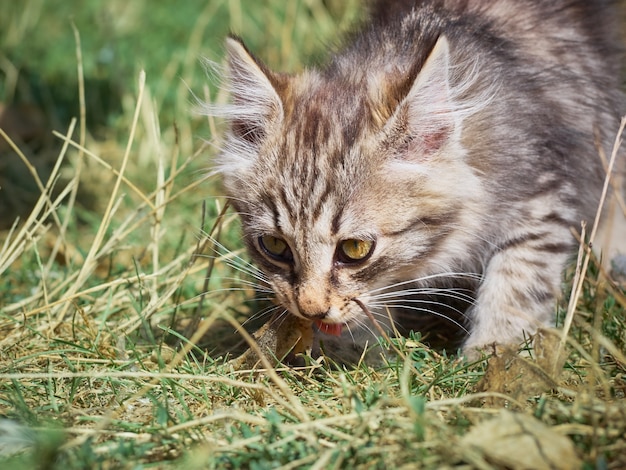 Il piccolo gattino mangia un pesce.