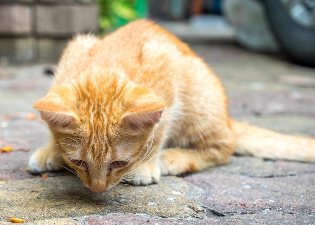 Il piccolo gattino marrone dorato carino mangia cibo istantaneo sul pavimento di cemento all'aperto del cortile