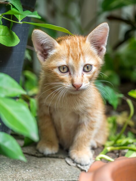 Il piccolo gattino marrone dorato carino si nasconde nel giardino sul retro sotto il fuoco selettivo della luce naturale sull'occhio